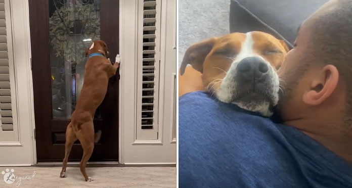 Dog Scared Of Men Dog Scared Of Men