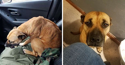 A starving homeless dog notices an open car door and opts to hop in the front seat