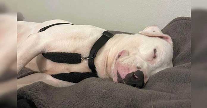 A Heartwarming Moment: Longest-Staying Shelter Resident Smiles in Sleep After Finding a Home
