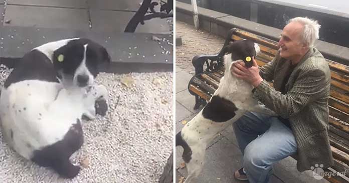 Dad Has Emotional Reunion With His Lost Dog Found on the Streets After Three Years