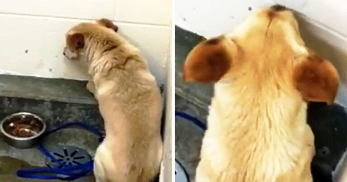 Dog Abandoned by His Family Due to Age, Now Spends His Days Facing a Wall