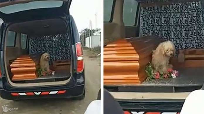 Devoted Dog Won’t Leave the Side of Its Owner on the Day of Her Funeral