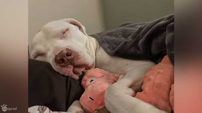 Dog Living on Streets with Owner Receives Comfy Bed for the First Time