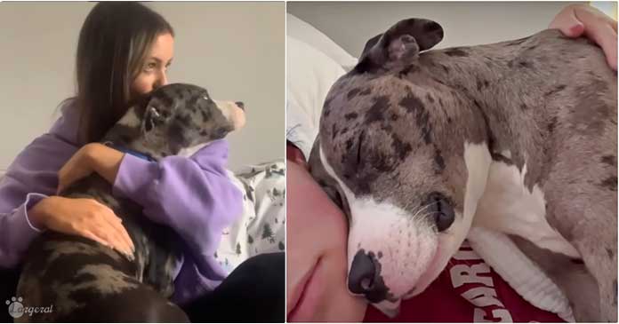 Abandoned Dog in Parking Lot Clings to Her Human, Fearing They Might Also Leave Her
