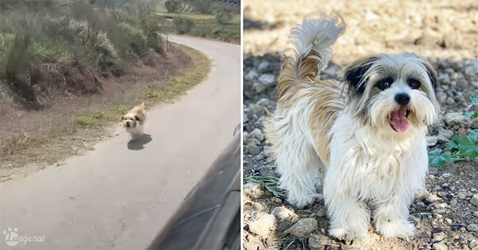 Abandoned Dog Chases Couple on Vacation, Hoping for a Forever Home