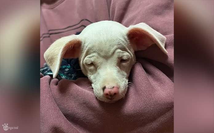 blind-pup