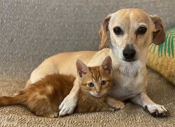 Dog Separated From Her Babies Treats Every Foster Baby As Her Own