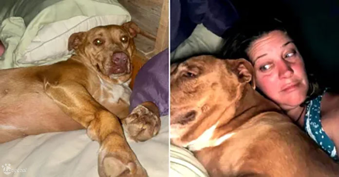 Couple Discovers Unknown Dog Sharing Their Bed in the Morning