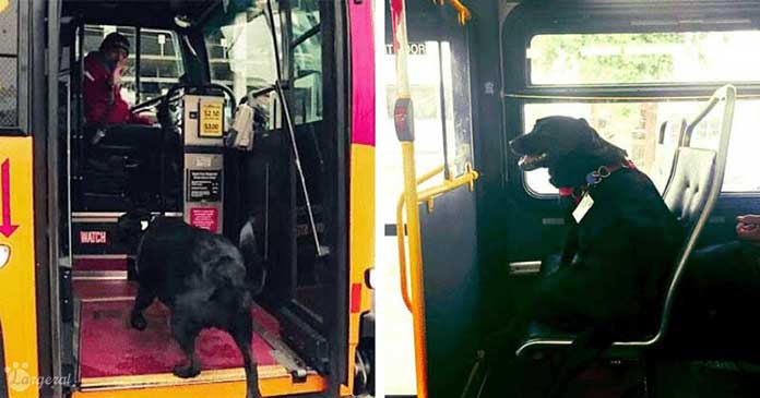 Every Day, Dog Travels Alone By Bus To Enjoy Playtime At Dog Park