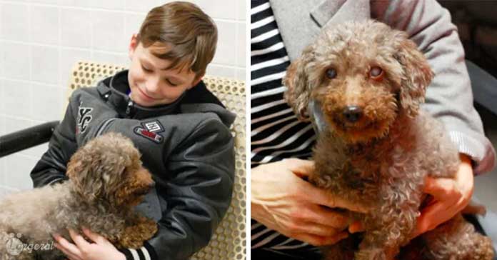 Little Boy Adopts the Oldest Dog From The Shelter As His New Companion
