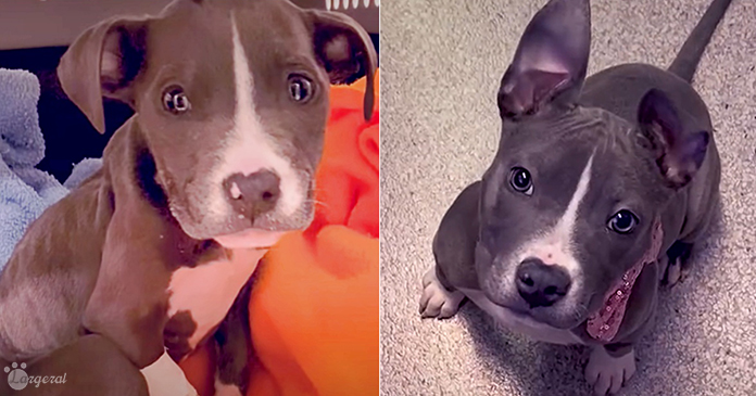 Woman Brings Home Abandoned Puppy, The Next Day It’s Ready To Thrive