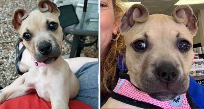 Meet the Rescue Puppy With Delightful ‘Cinnamon Roll’ Ears