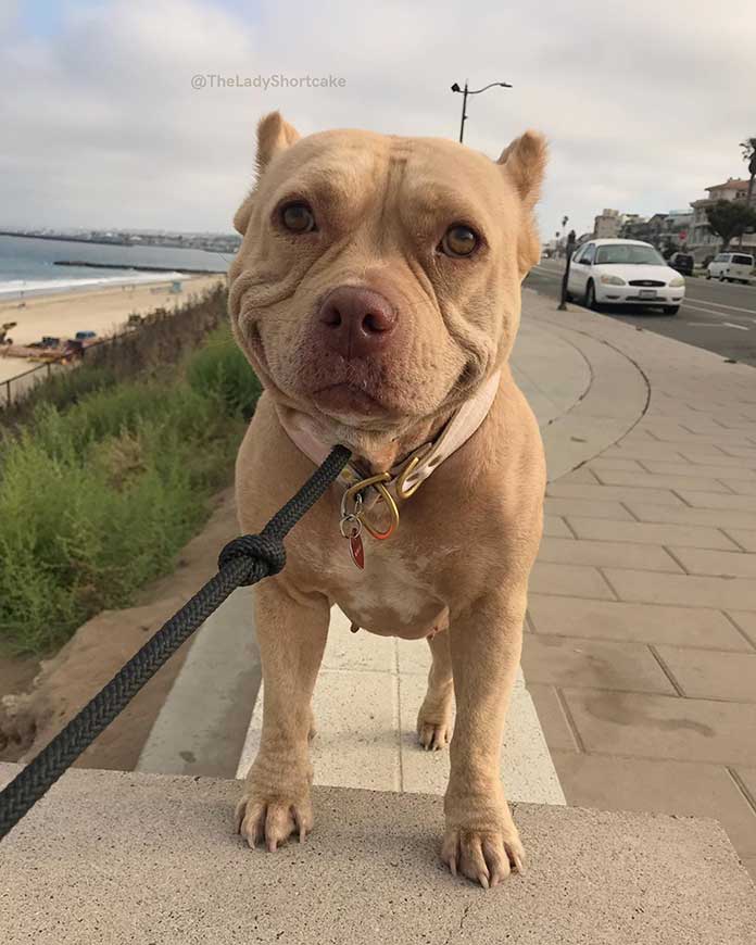 World’s Happiest Dog