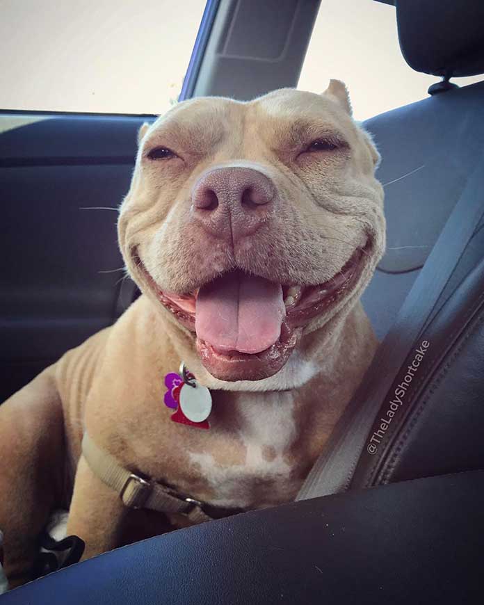 World’s Happiest Dog