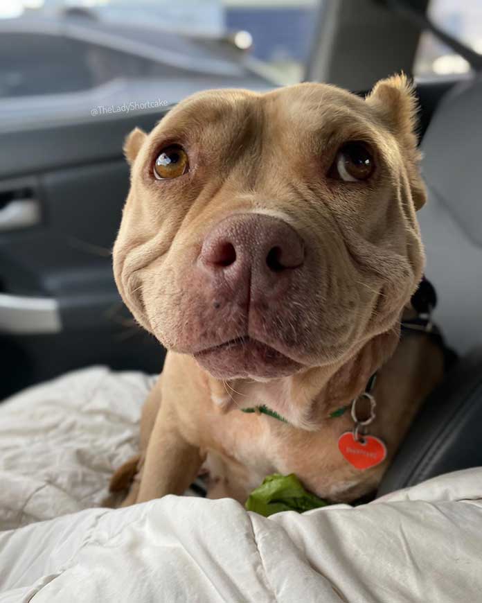 World’s Happiest Dog