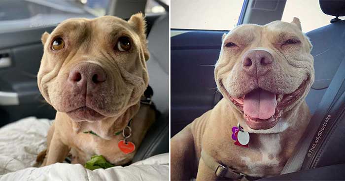 World’s Happiest Dog