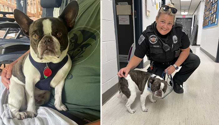 Woman Leaves Her French Bulldog At The Airport Unable To Board It On A Plane, According To Police