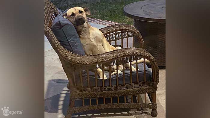 Woman Wakes to Discover a Stray Dog Comfortably Sitting on Her Patio Furniture