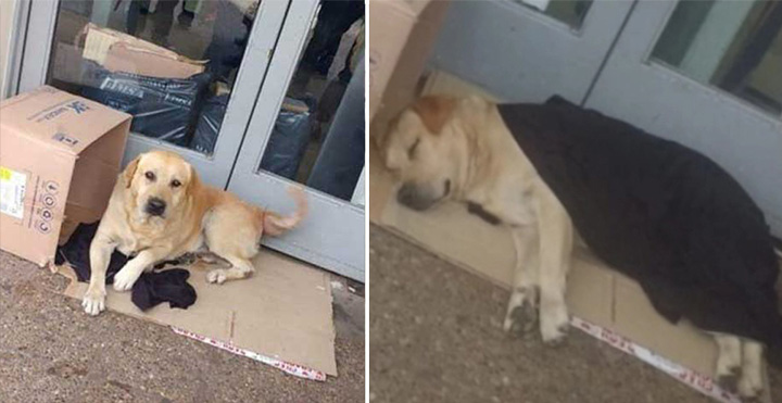 Devoted Dog Waits for His Master Outside Hospital, Not Knowing He Has Died