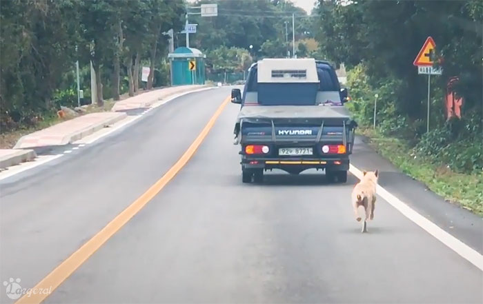 Mama Dog Chases After The Truck That Carried Away Her Pups