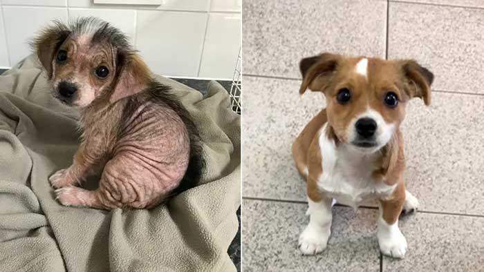 Puppy’s Fur Grows Back After Rescue From Near Hairlessness