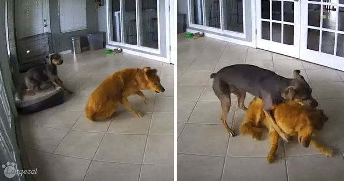 Golden Retriever Experiences a Seizure, His Companion Brings Him Down Safely
