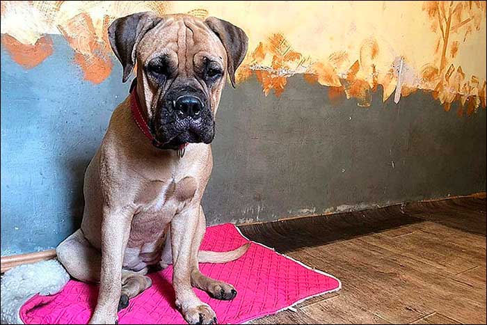 A dog travels 200km through the taiga to find the owners who left her behind