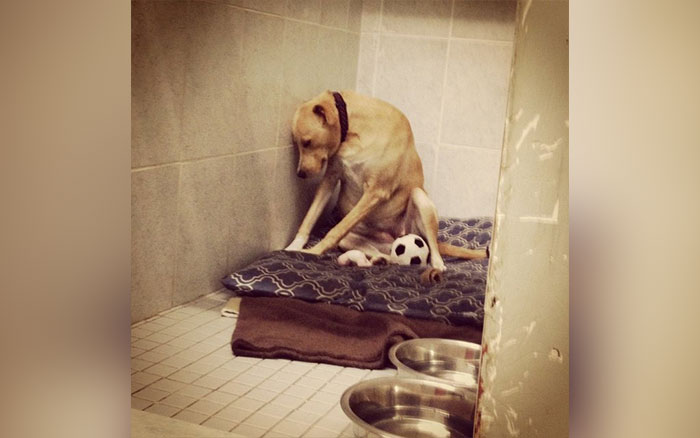 Dog Returned to Shelter for the Third Time, Sinks into Bed in Sadness