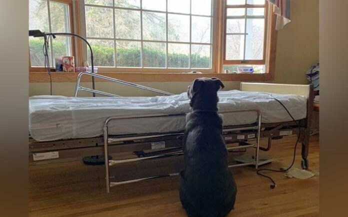loyal-dog