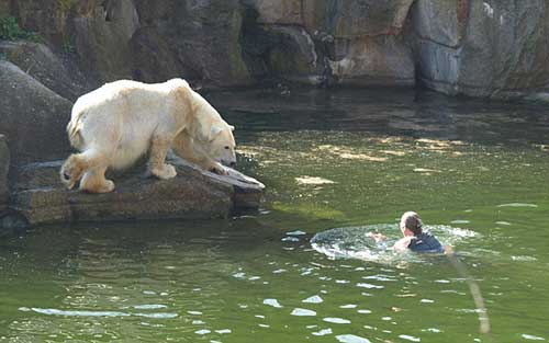 A woman of 32 years was attacked by a polar bear in the Berlin Zoo when she jumped into their space