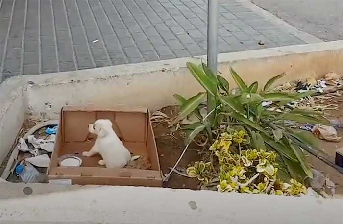 Little Dog Abandoned Near a Grocery Store Sat Crying Out For Help
