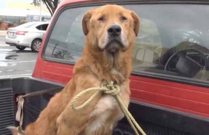 abandoned-dog