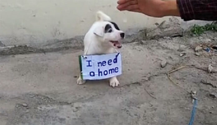 pup