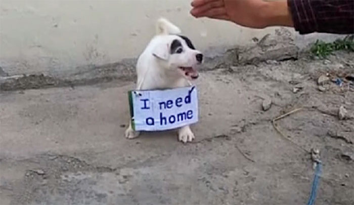 Abandoned Puppy Shows Joy When a Man Walks Over to Pet Him