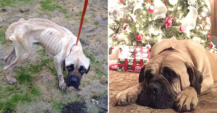 Neglected Dog Abandoned from Car Now Gets a New Lease on Life