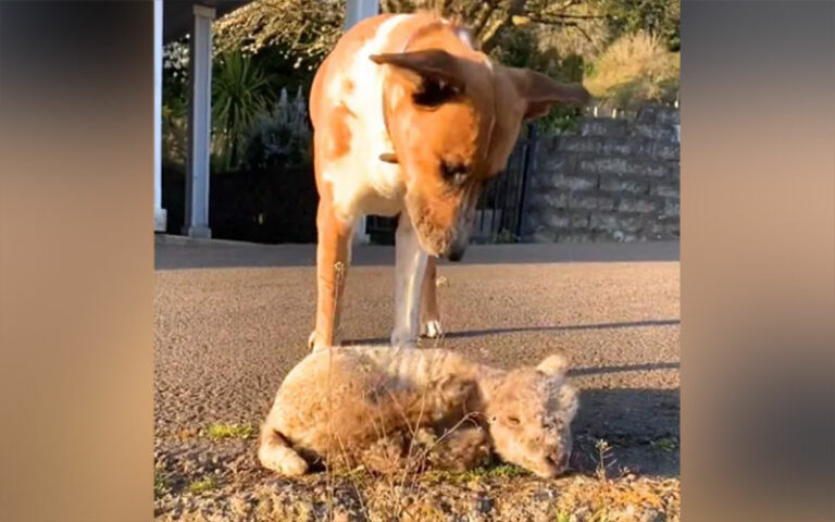 Heartbroken lamb finds solace when a dog ‘adopts’ her after being rejected by her mother