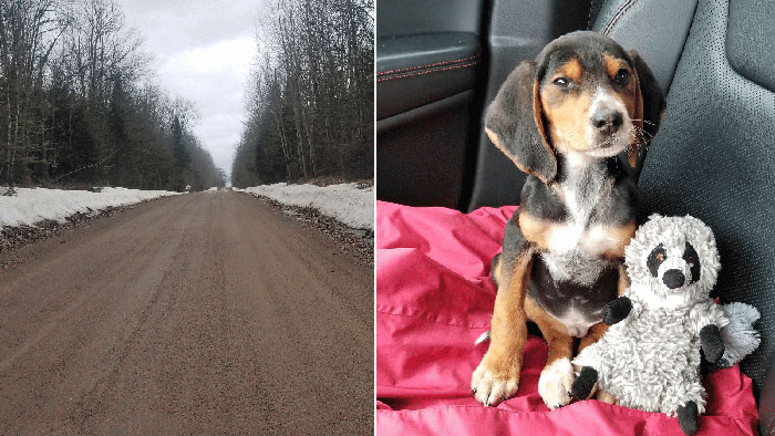 Abandoned Puppy Left to Freeze on a Secluded Road, Rescue Reveals a Dark Tale