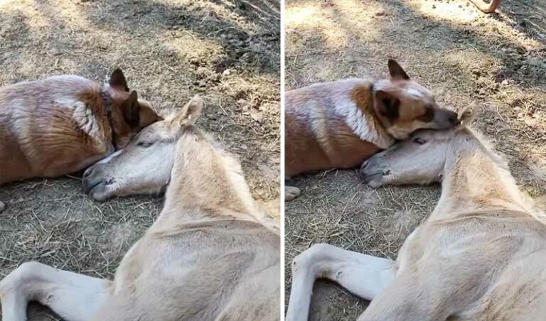 Kind Dog Didn’t Stop Comforting Foal Until He Got Over His Mother’s Death