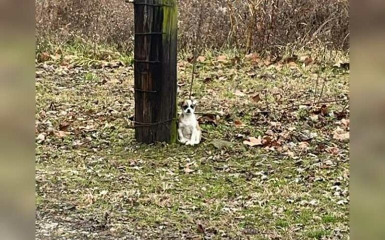 Dog Found Alone and Tied to a Tree Receives Rescue and a New Chance at Happiness
